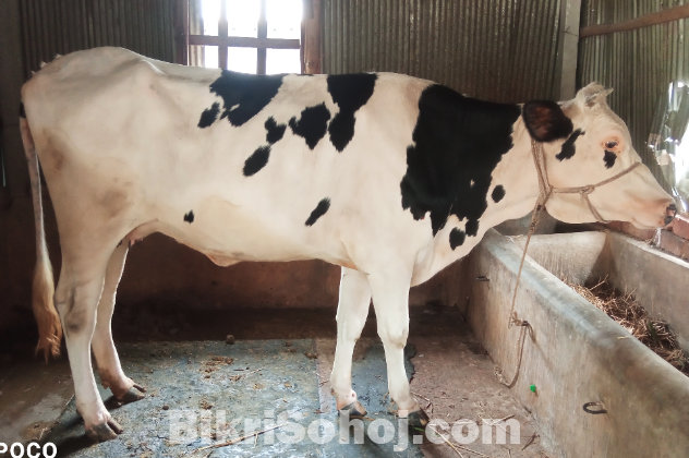 ফ্রিজিয়ান  গাভী